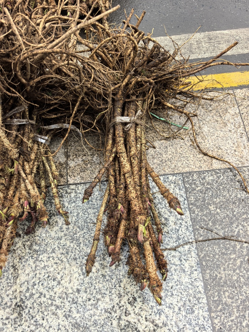 刺龙苞苗