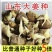 《脱毒姜种》山农一号/368高产王/包回收，送种植技术