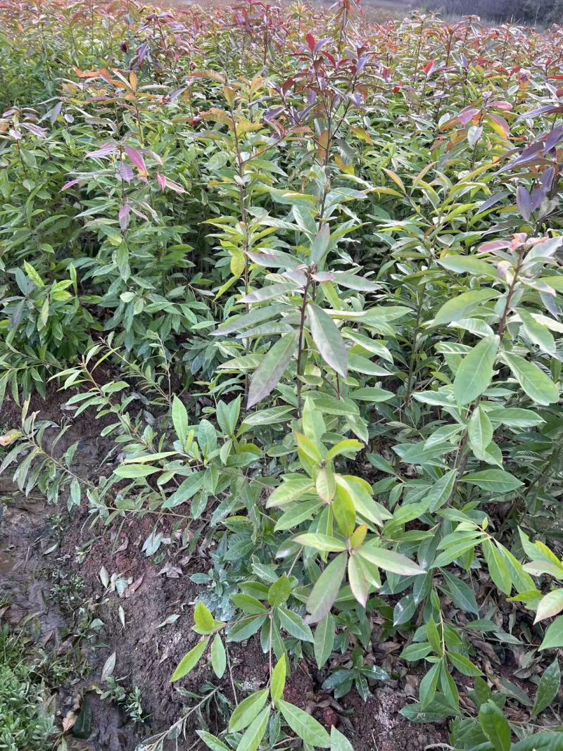 地苗木荷大量出售