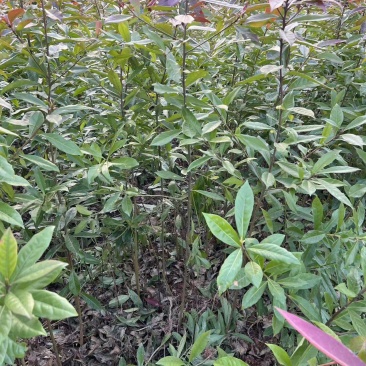 地苗木荷大量出售