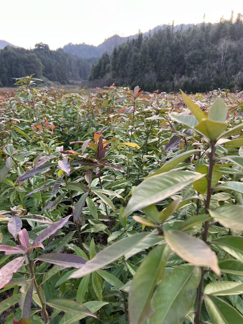 地苗木荷大量出售