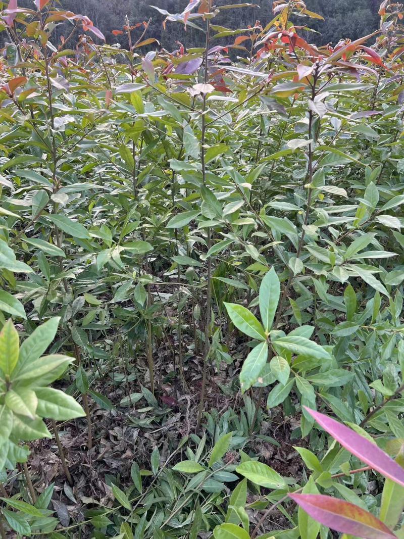 地苗木荷大量出售