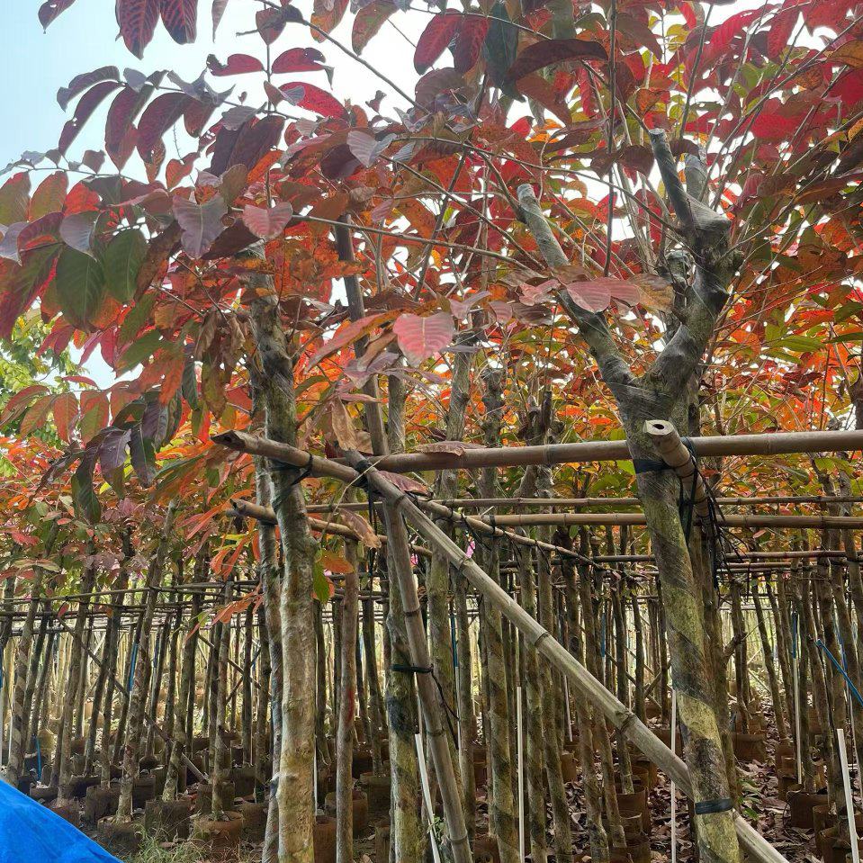 大叶紫薇3-8分大量出售