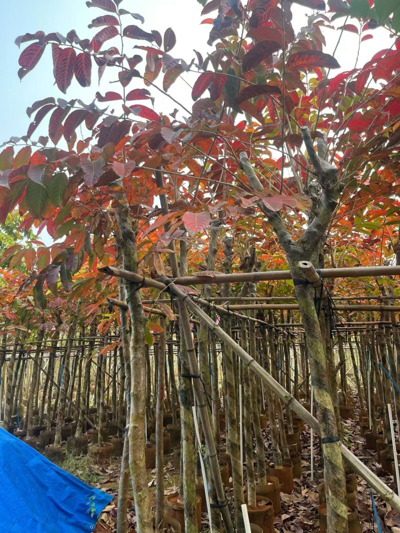 大叶紫薇3-8分大量出售