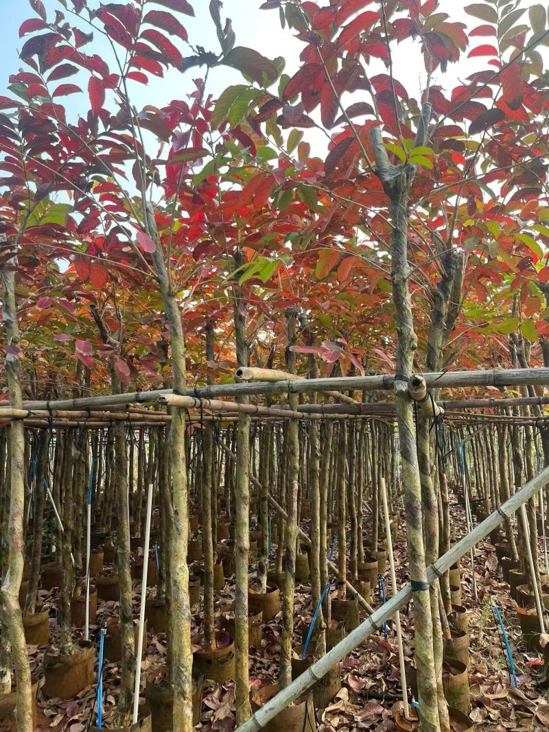 大叶紫薇3-8分大量出售