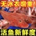 红娘子鱼一斤（3-4头）