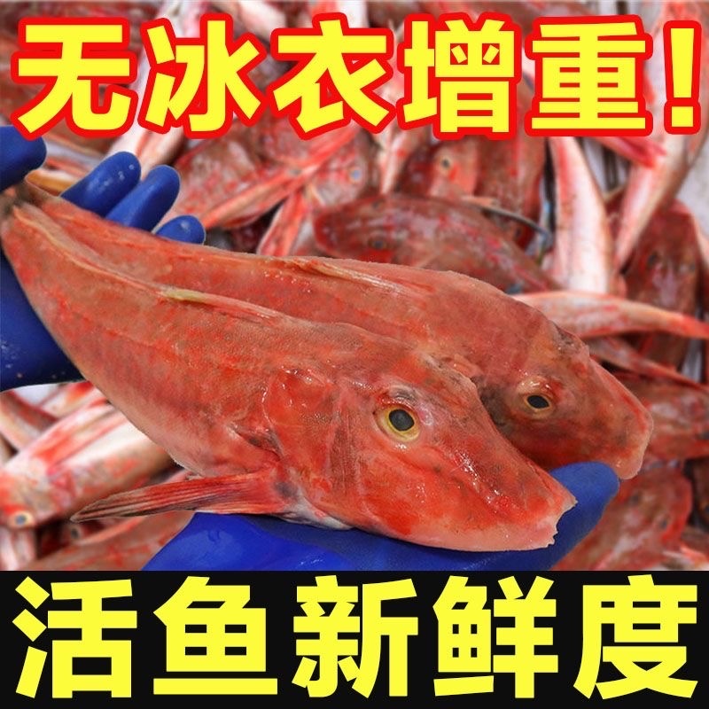 红娘子鱼一斤（3-4头）