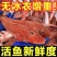 红娘子鱼一斤（3-4头）