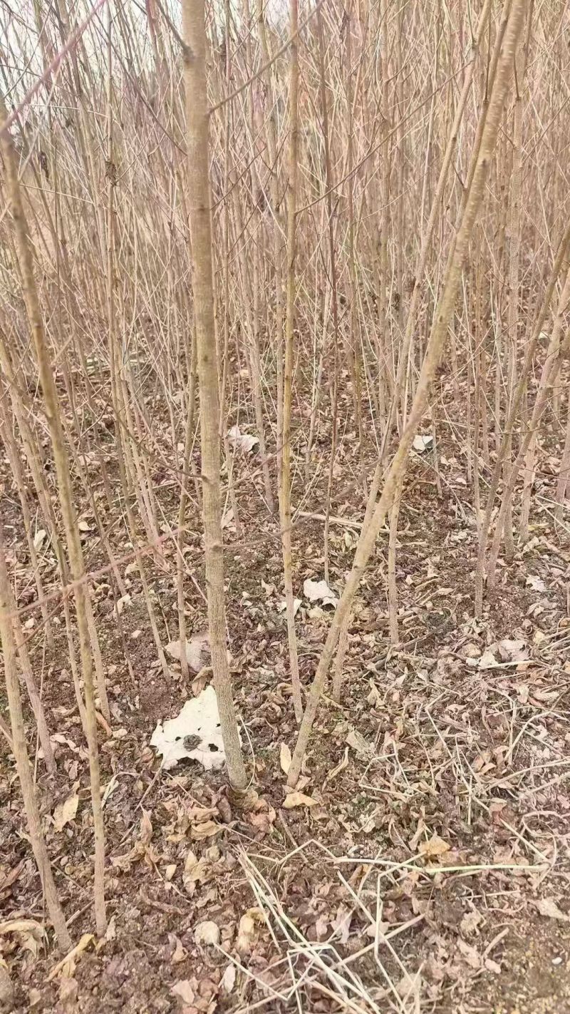 毛桃苗