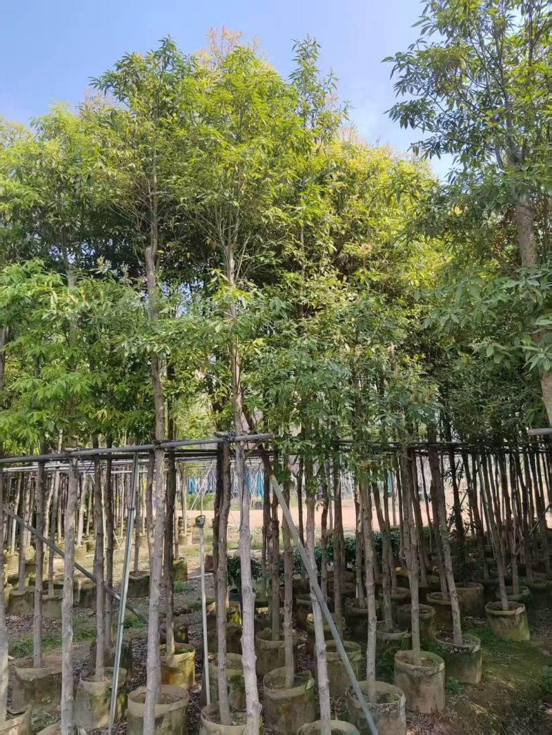 金丝楠木5-10分，大量出售