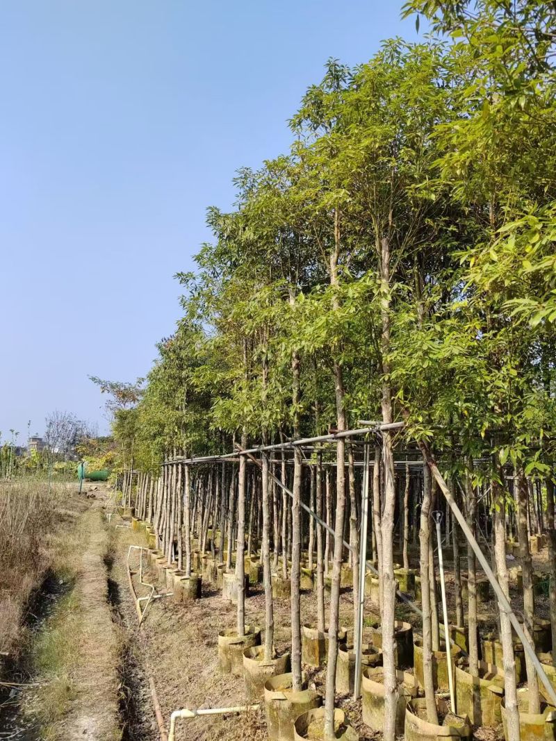金丝楠木5-10分，大量出售