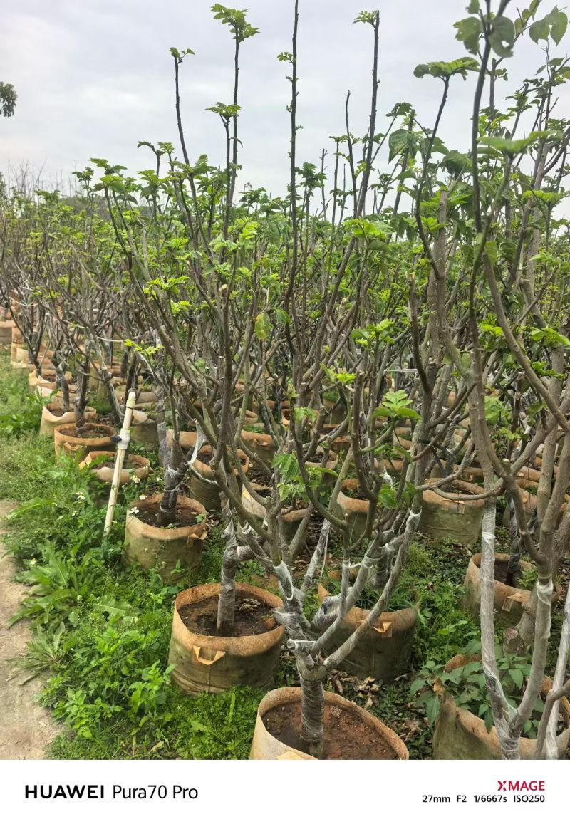 黄皮5-8分，大量出售