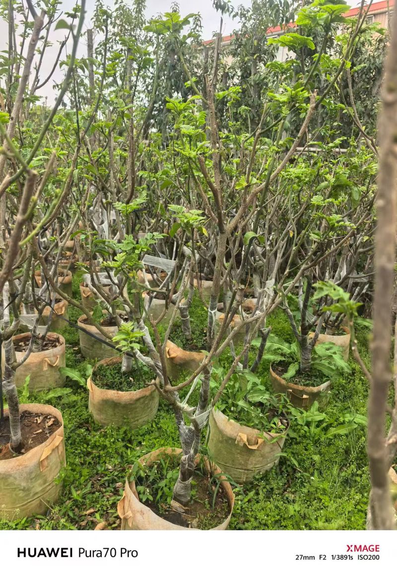 黄皮5-8分，大量出售