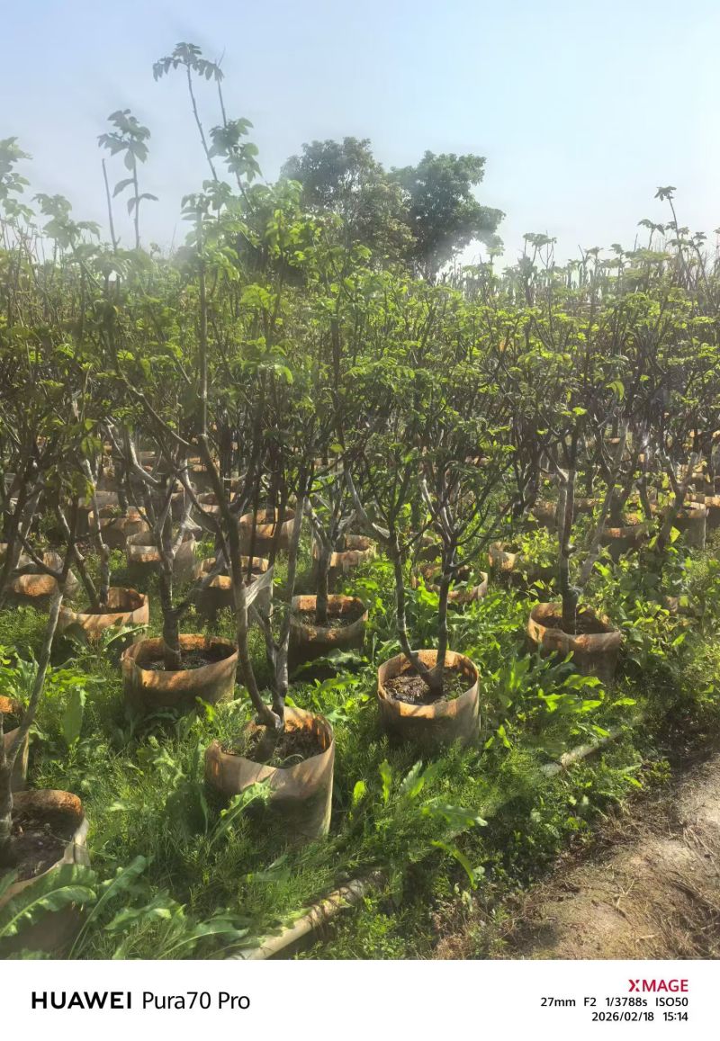 黄皮5-8分，大量出售