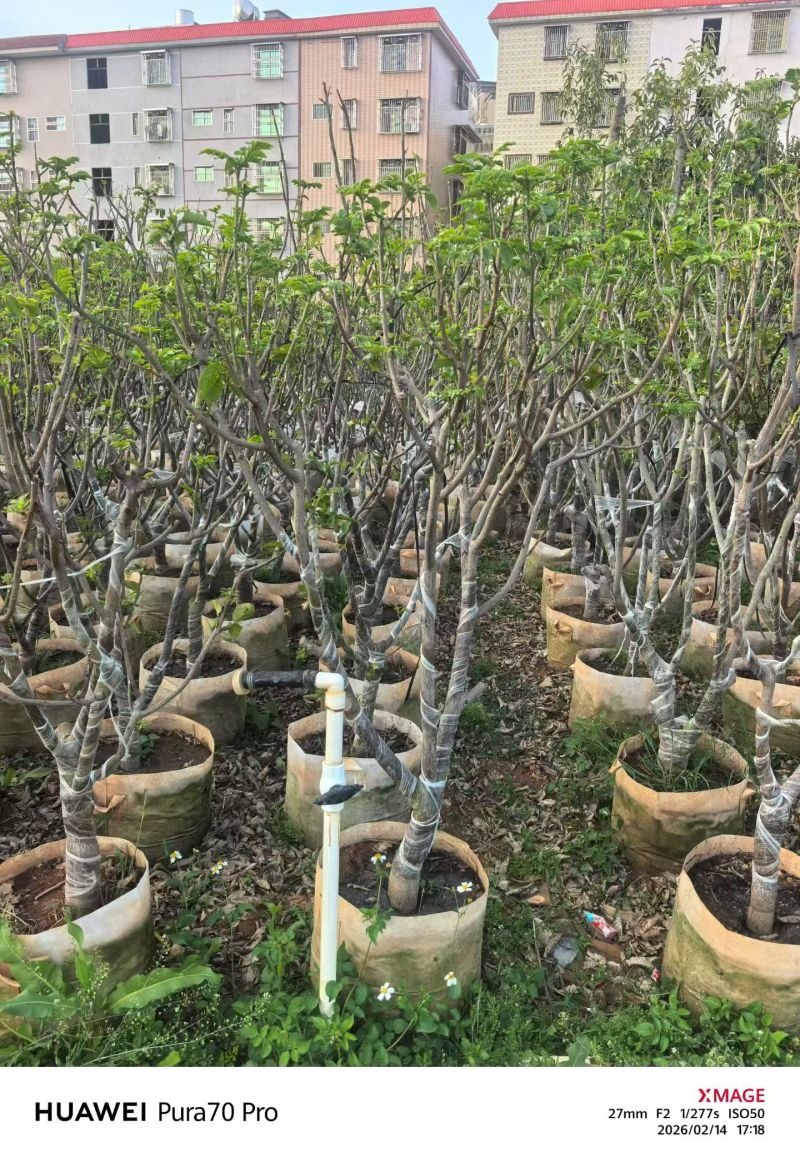 黄皮5-8分，大量出售