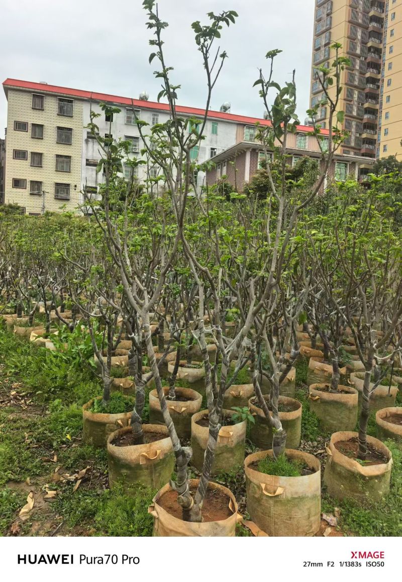 黄皮5-8分，大量出售