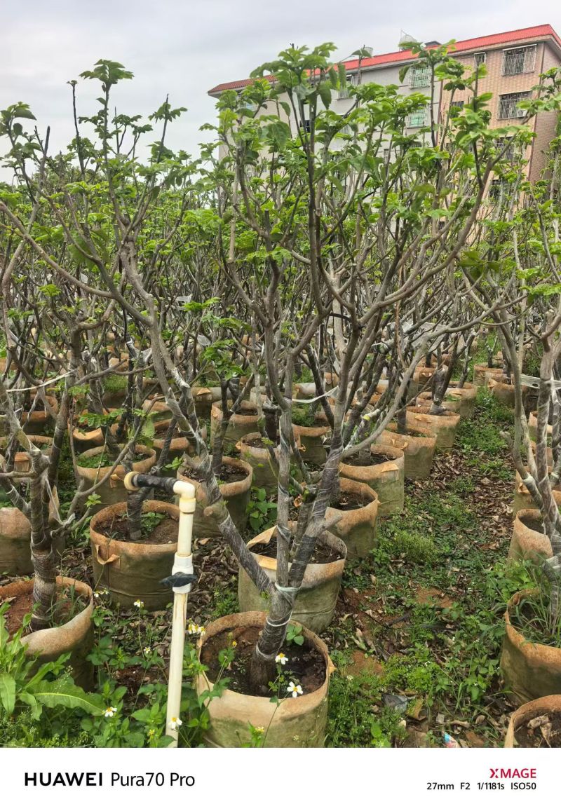 黄皮5-8分，大量出售