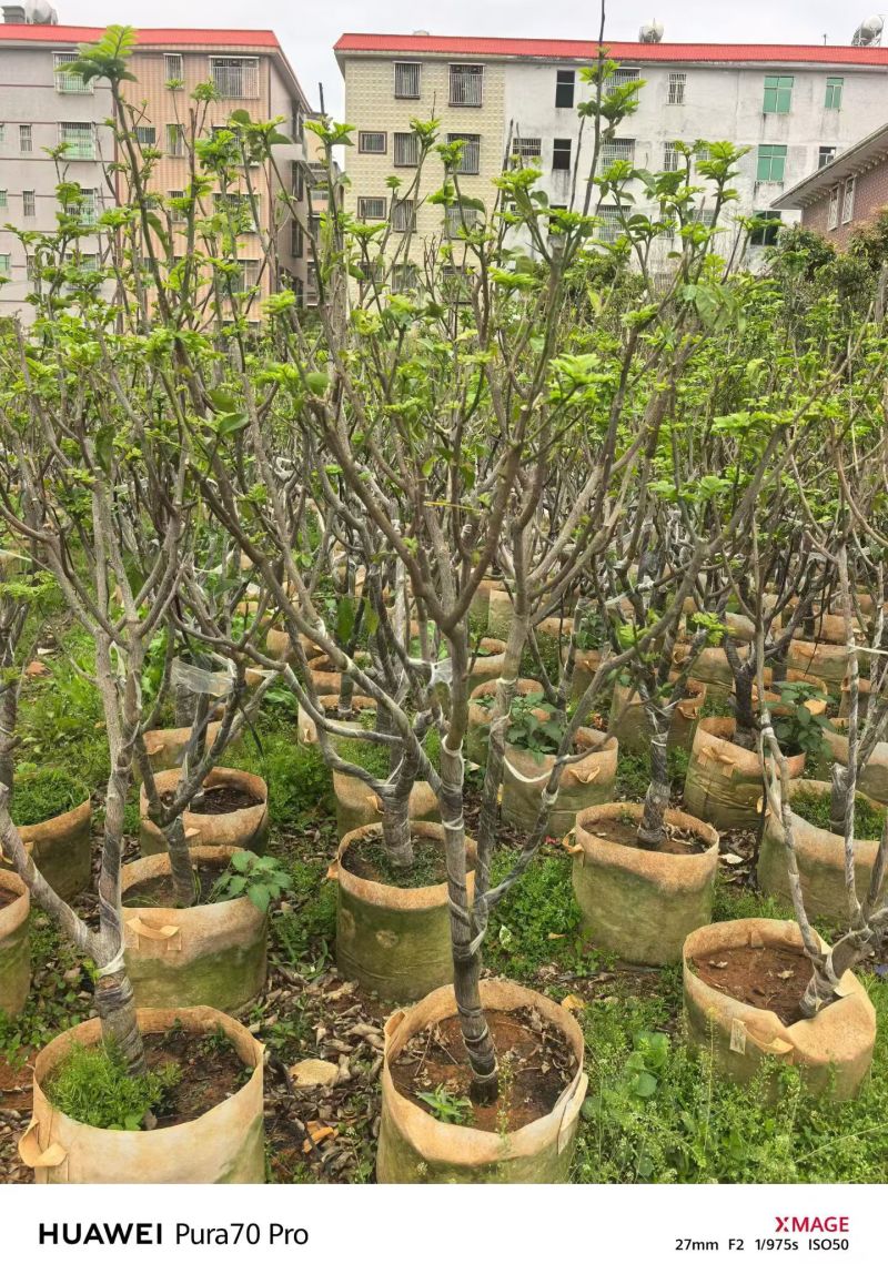 黄皮5-8分，大量出售