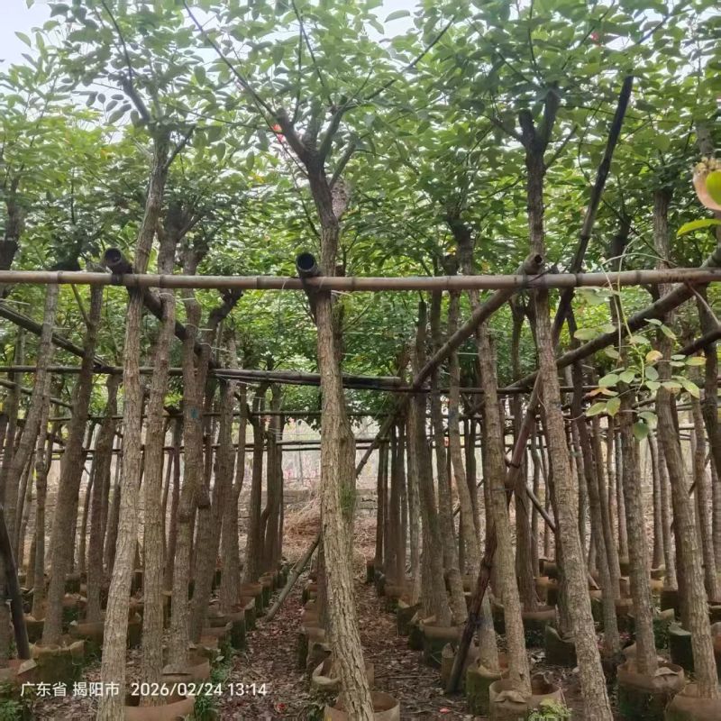 鸡冠刺桐5-10分，大量出售