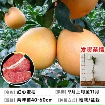 福建平和，红柚亩三红柚亩，产地直发一手货源