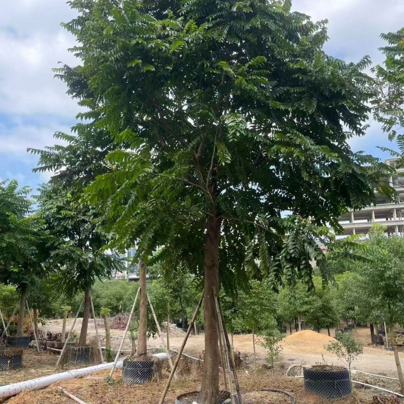 麻楝12-18分大量出售