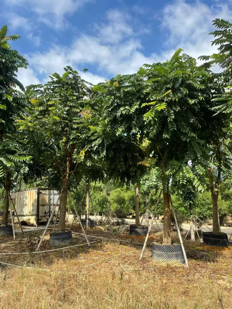 麻楝12-18分大量出售