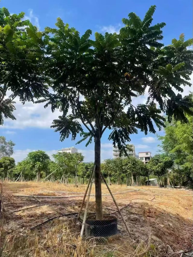 麻楝12-18分大量出售