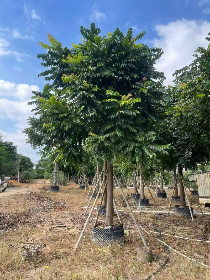 麻楝12-18分大量出售