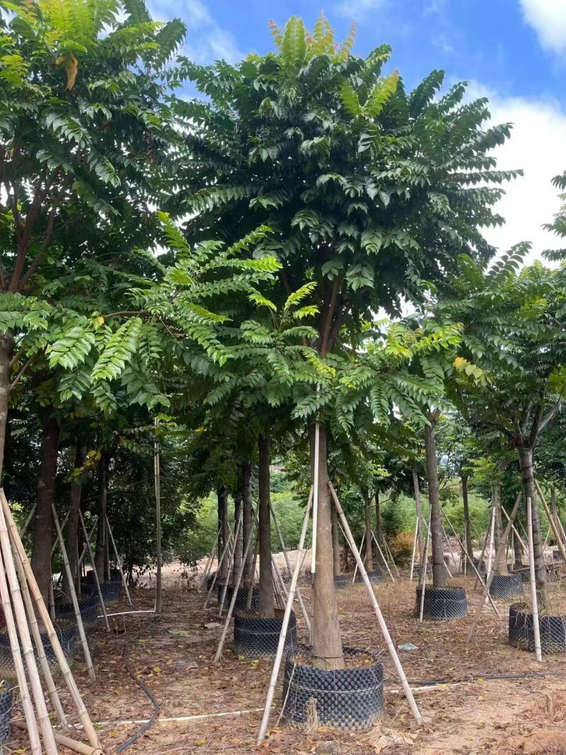麻楝12-18分大量出售