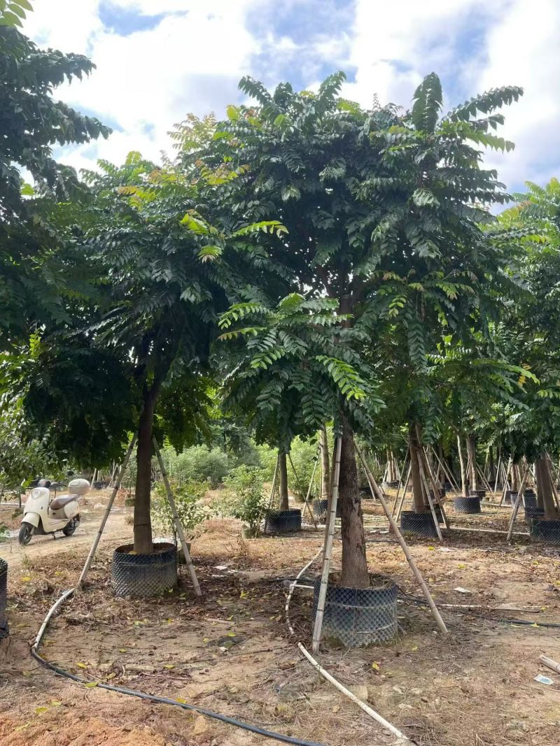 麻楝12-18分大量出售