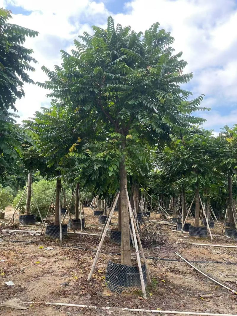 麻楝12-18分大量出售