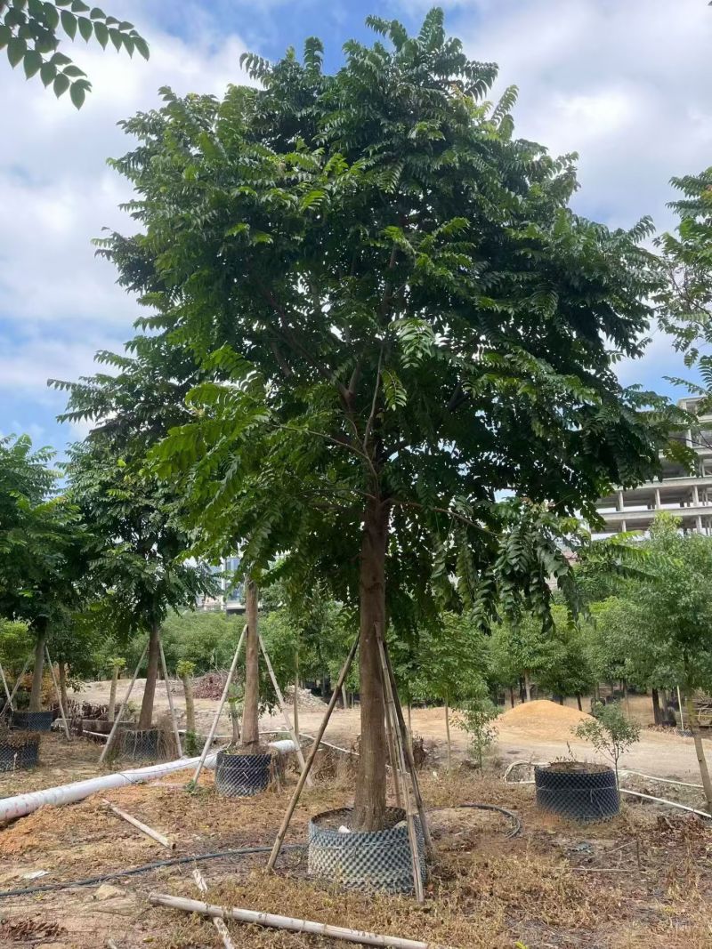 麻楝12-18分大量出售