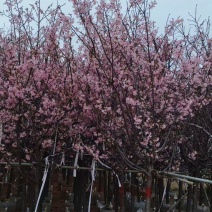 樱花5-10分，大量出售