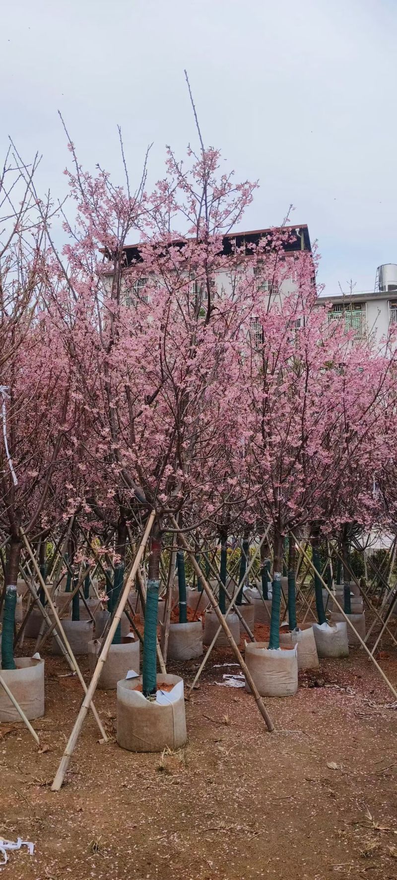 樱花5-10分，大量出售