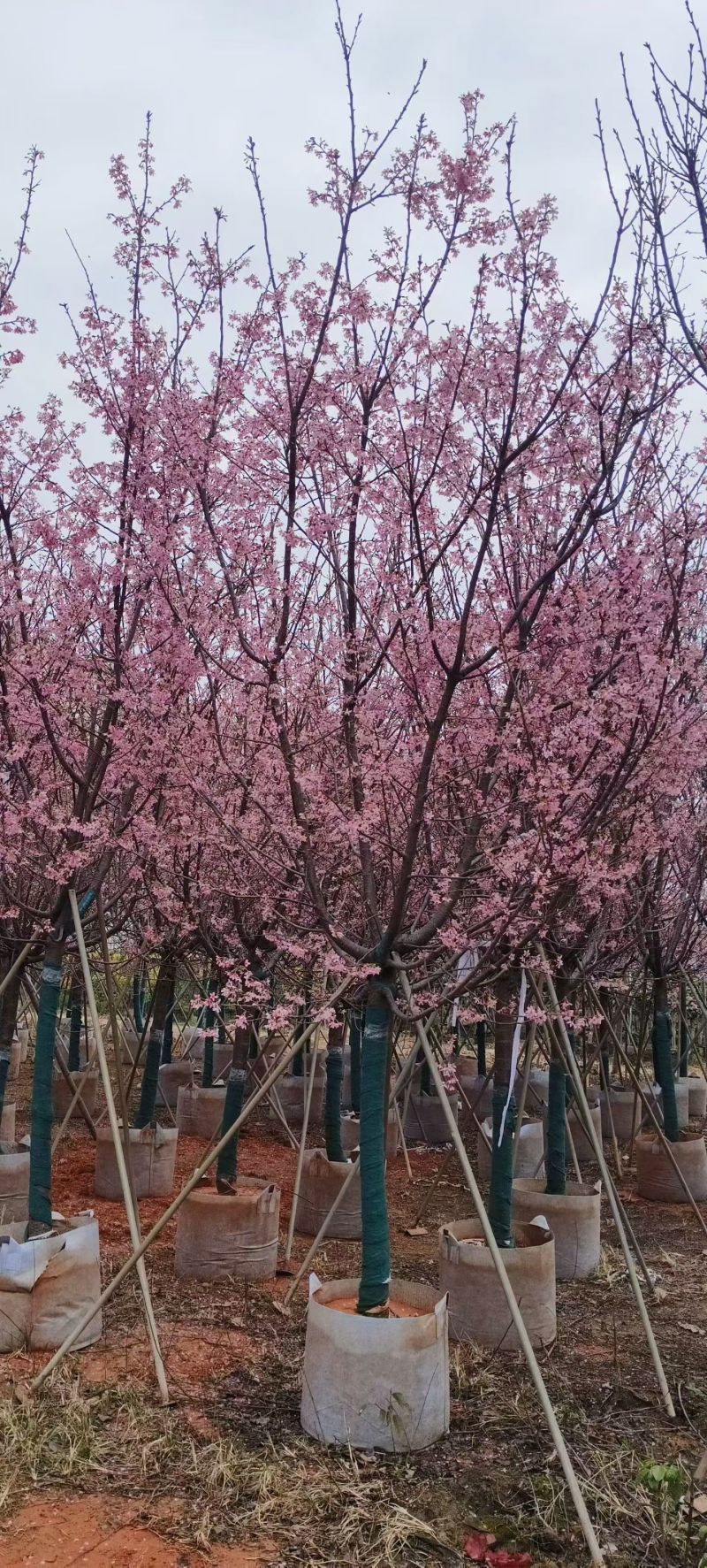 樱花5-10分，大量出售