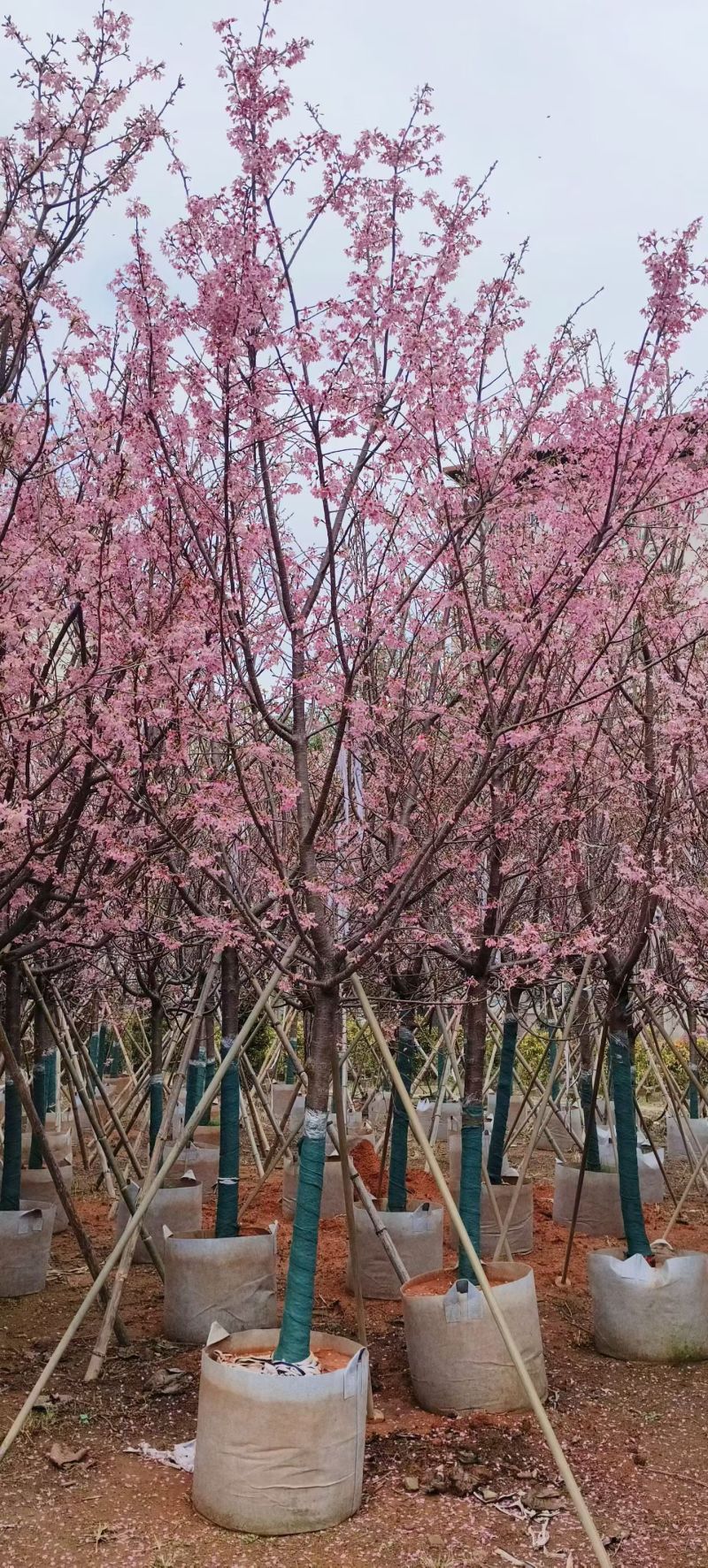 樱花5-10分，大量出售