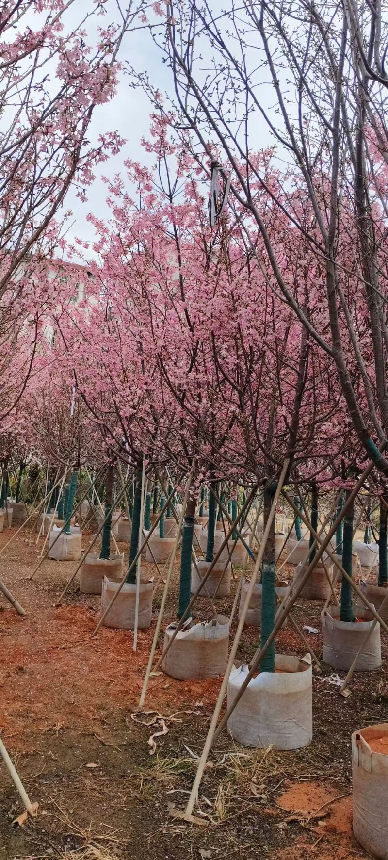 樱花5-10分，大量出售
