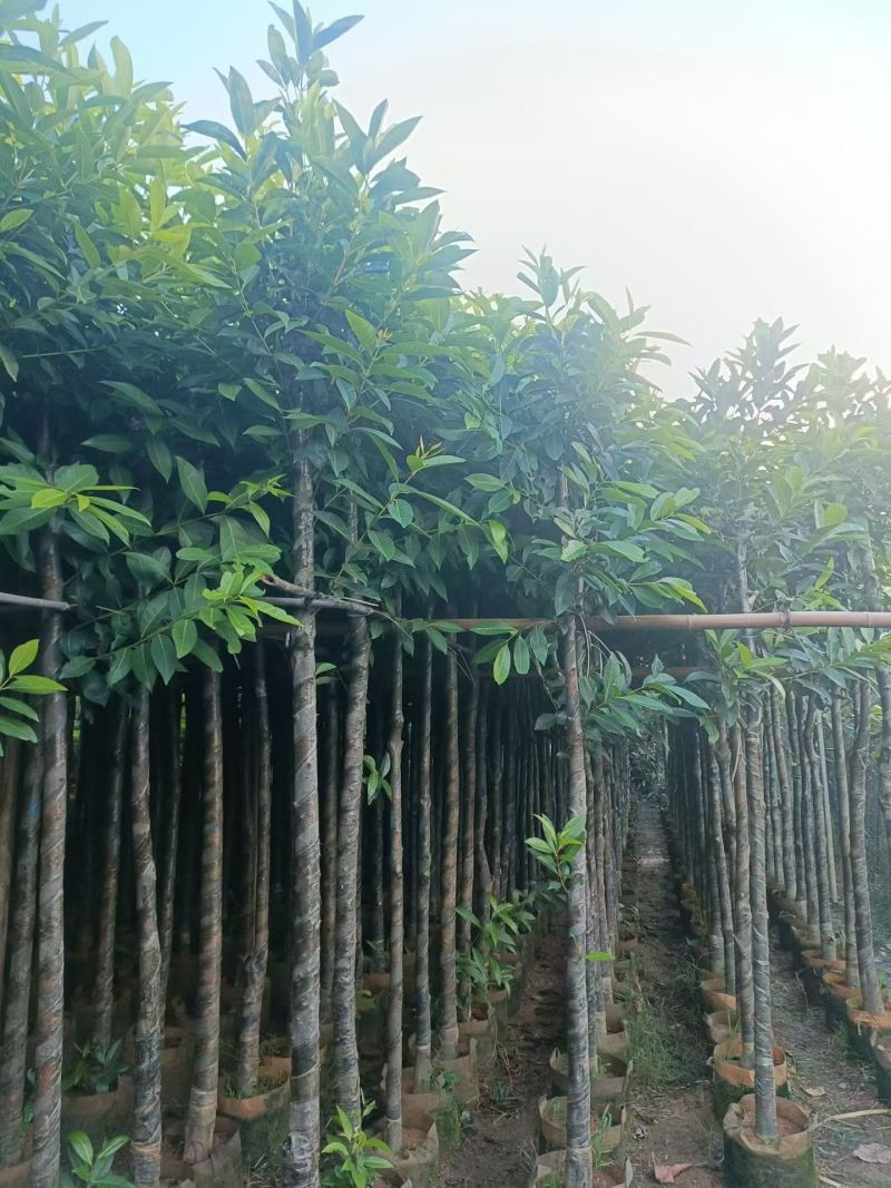 水翁5-15分大量出售