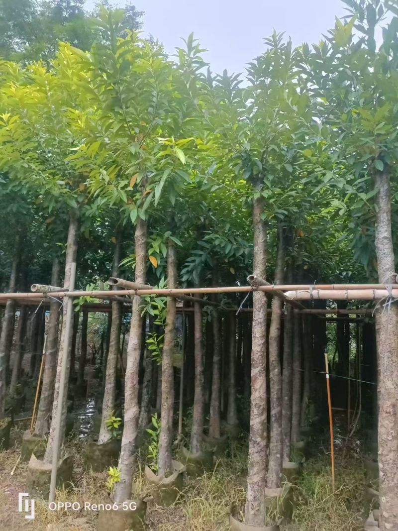 水翁5-15分大量出售