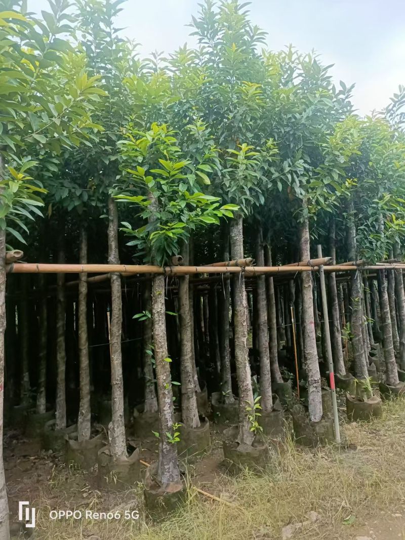 水翁5-15分大量出售