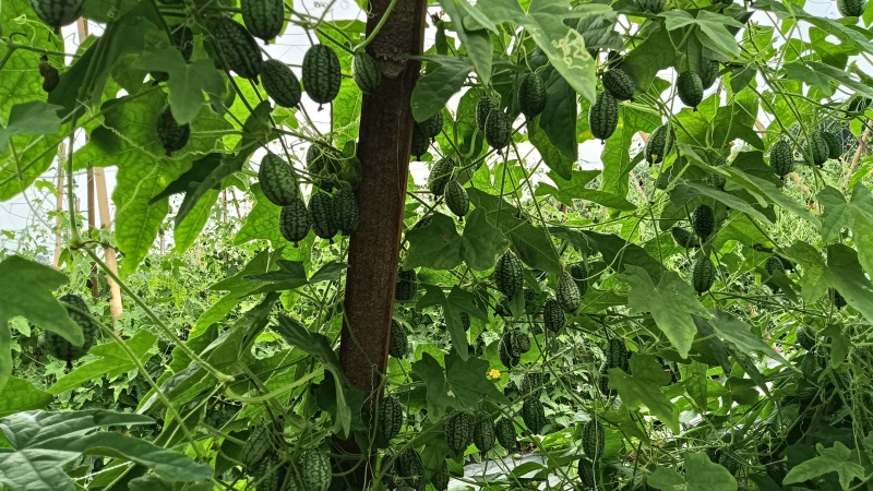 现摘现发海南拇指西瓜产量高口感甜脆产地直发