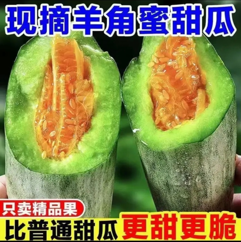 青州羊角蜜产地直供商超优选鲜果现摘量大从优一条龙服务支持一件