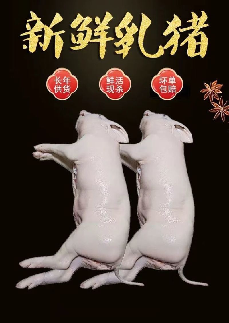 《畅销》鲜冻烤乳猪基地直发对接全国保质保量一条龙服务