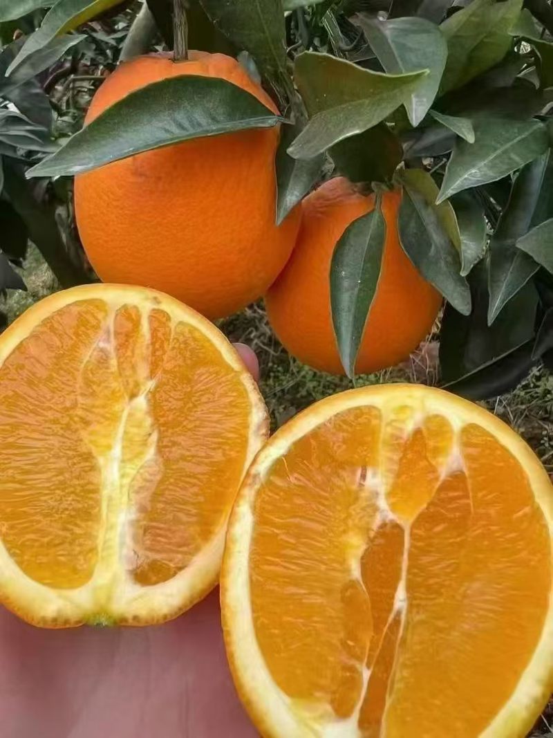 秭归长虹