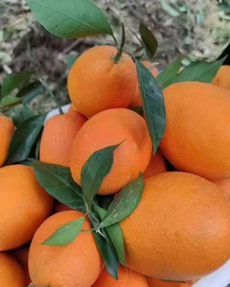秭归长虹