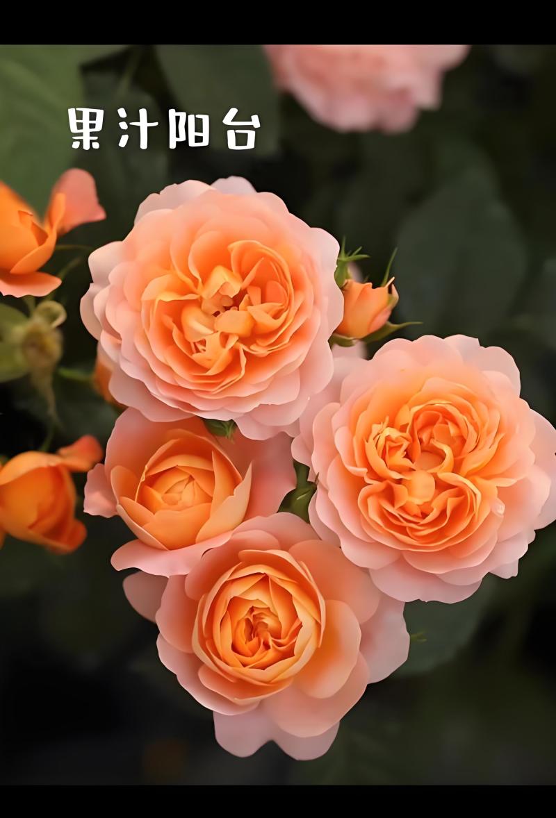 果汁阳台月季树
