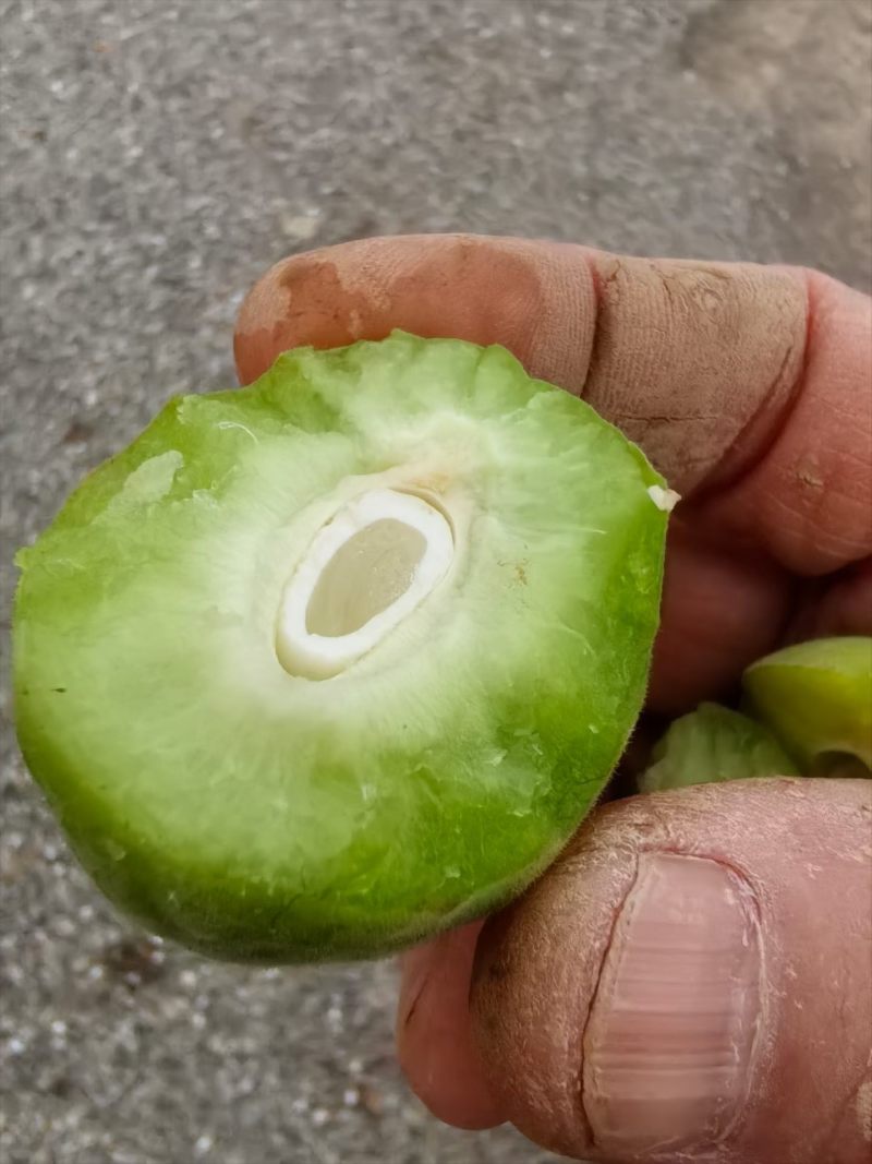 青杏
