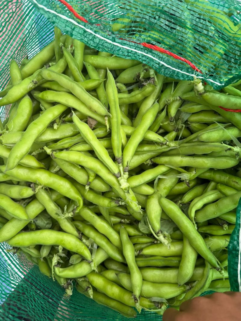蚕豆大量上市中，产地直发，价格便宜，合作共赢。