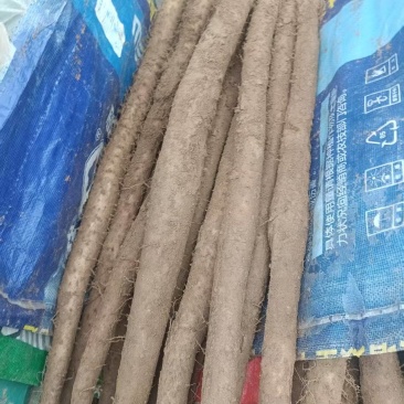 山东山药白玉山药口感好产地直供货源充足全国整车发