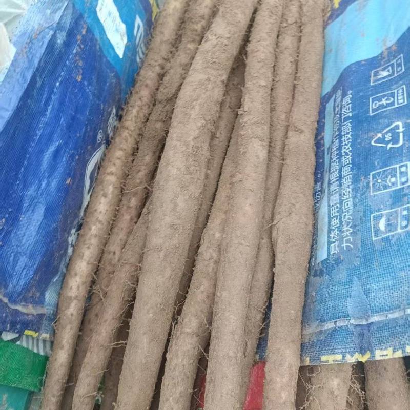 山东山药白玉山药口感好产地直供货源充足全国整车发
